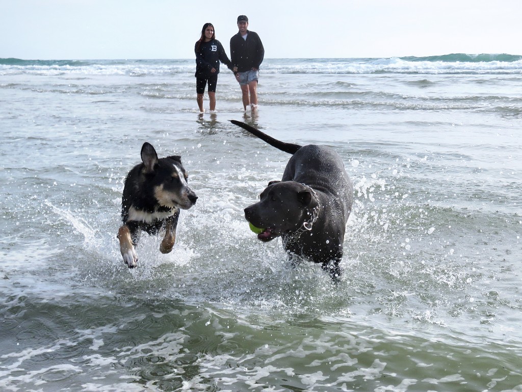 (right) Stella, 1, a rescued mixed breed pup from Newport Beach and Indie, 6 months, a golden retriever and husky mix from Huntington Beach, play on the beach near the Santa Ana River mouth on Thursday as Indie's owners look on in the background. — Photo by Sara Hall ©