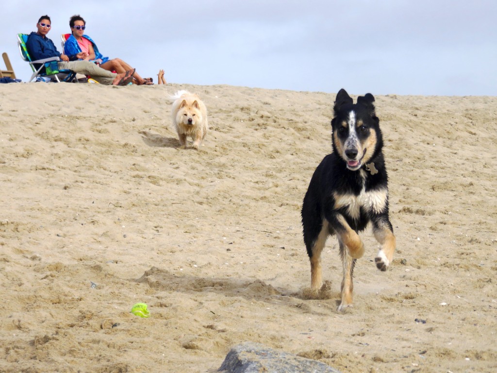 Indie, a 6-month-old golden retriever and husky mix from Huntington Beach, runs in front of Zardalo, a 1-year-old chow chow and poodle mix from Rancho Santa Margarita as they play on the beach and Zardalo's owners watch in the background near the Santa Ana River mouth on Thursday. — Photo by Sara Hall ©