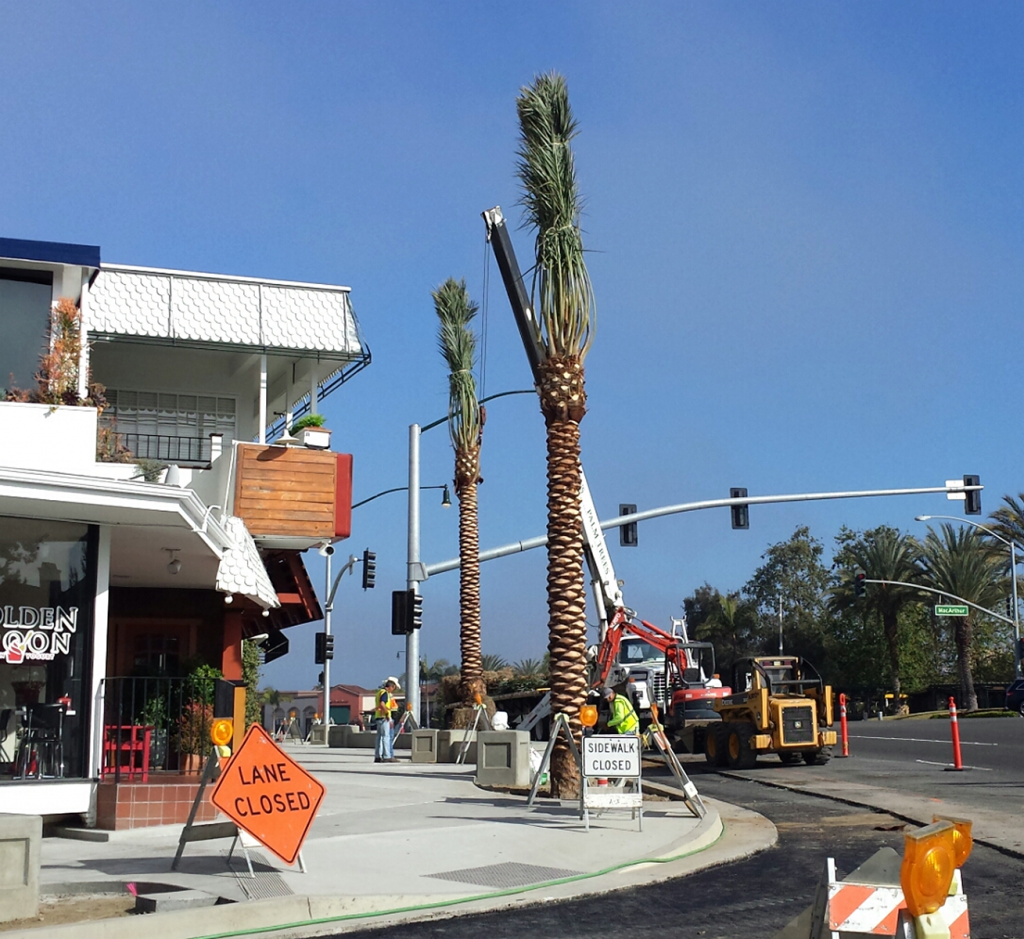 Palm trees are installed this week as part of the Corona del Mar Entry Improvement project. — Photo courtesy the city of Newport Beach ©