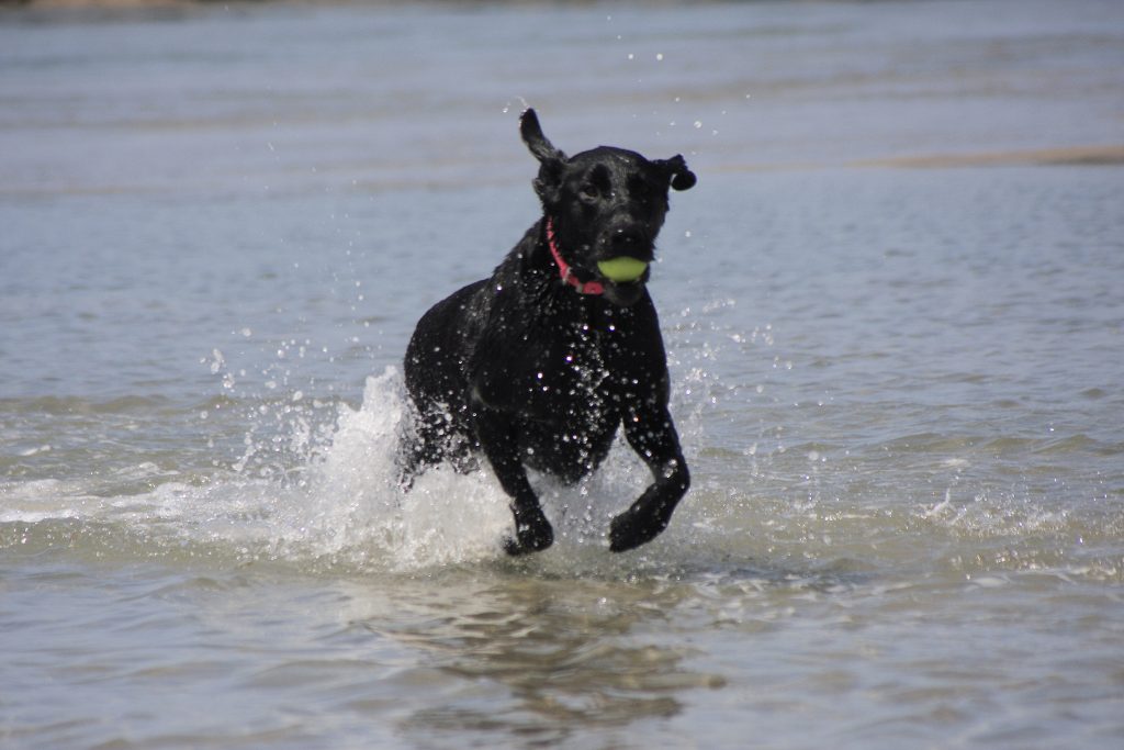 Black lab Haven runs and plays in the water near the Santa Ana River mouth on Saturday after a press conference from local officials about making the area an official dog beach. — Photo by Sara Hall ©