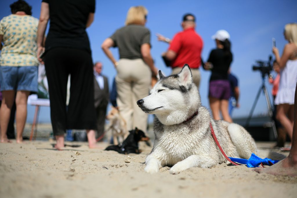 Nika, a husky, sits in the sand near the Santa Ana River mouth Saturday during a press conference from local officials about making the area an official dog beach. — Photo by Sara Hall ©