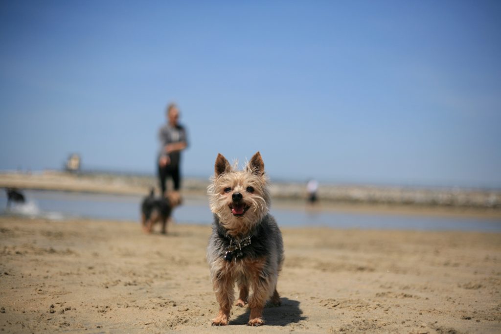 Yorkshire Terrier Dallas plays at the unofficial dog beach near the Santa Ana River mouth on Saturday. — Photo by Sara Hall ©