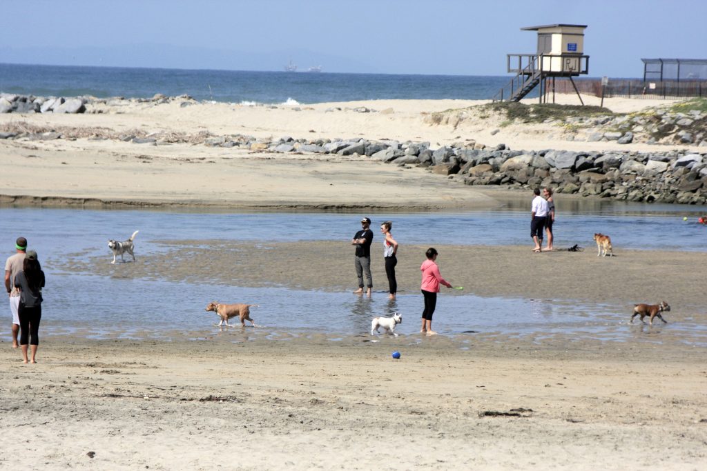 Off leash dogs and their owners walk along the unofficial dog beach at the Santa Ana River mouth. — Photo by Sara Hall ©