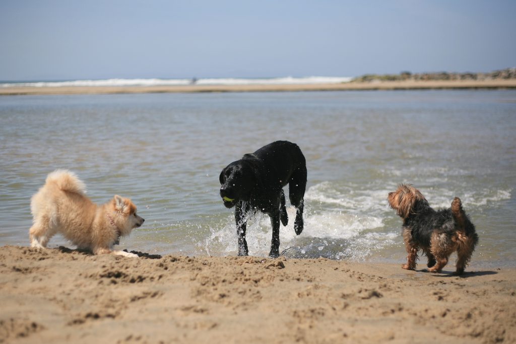 (left to right) Pomeranian Madison, black lab Haven, and Yorkshire terrier Phoenix run and play near the Santa Ana River mouth on Saturday after a press conference from local officials about making the area an official dog beach. — Photo by Sara Hall ©