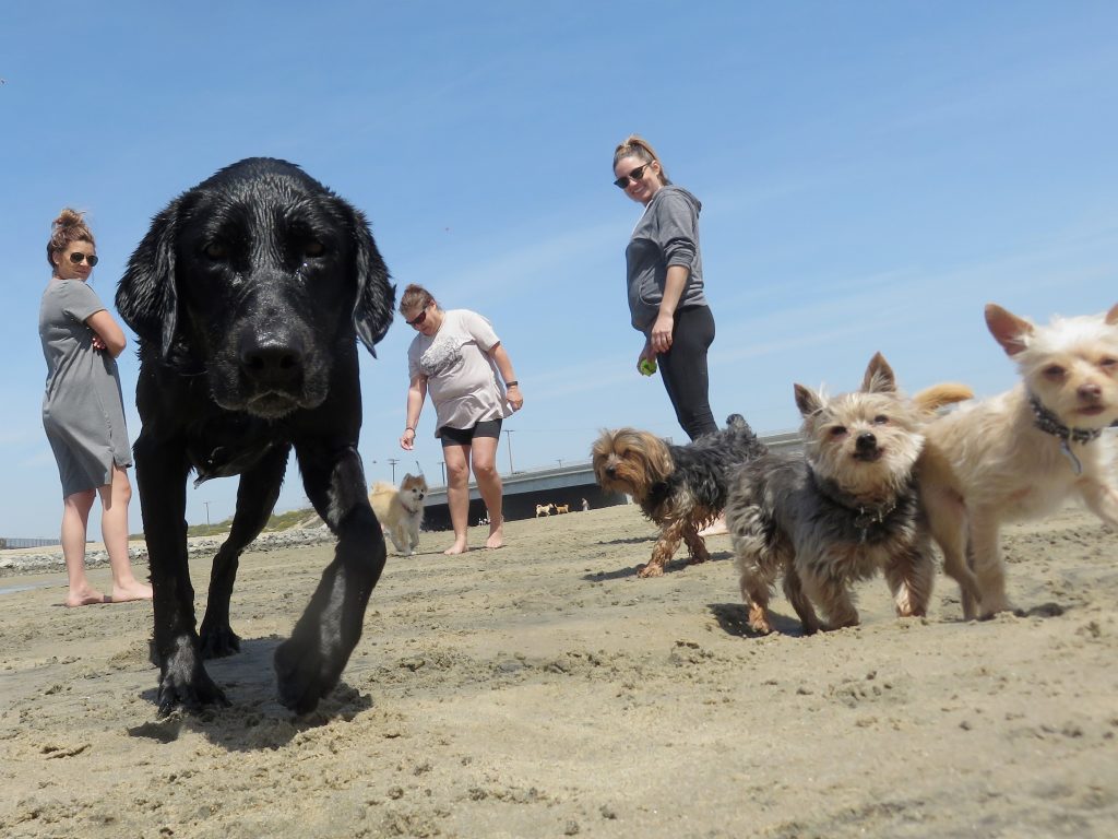 (left to right) Black lab Haven, Yorkshire terriers Phoenix and Dallas, and Chihuahua mix Gia run and play as their owners (l-r) Gillian Maleki, Grace Graham, and Trieste Culver watch near the Santa Ana River mouth earlier this month. — Photo by Sara Hall ©