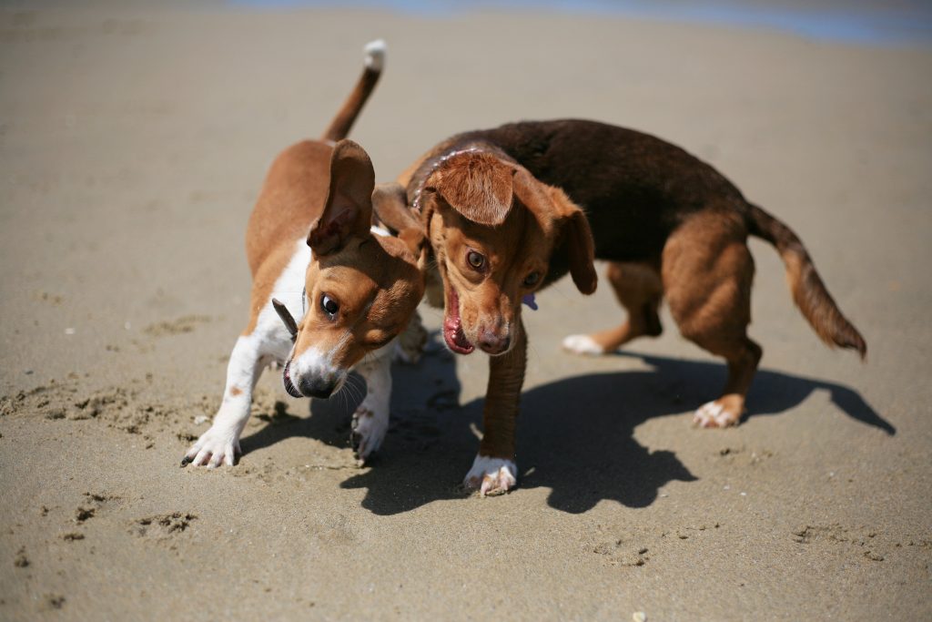 Dachshund-beagle mixes Cash (left) and Brownie play on the beach near the Santa Ana River mouth on Saturday after a press conference from local officials about making the area an official dog beach. — Photo by Sara Hall ©