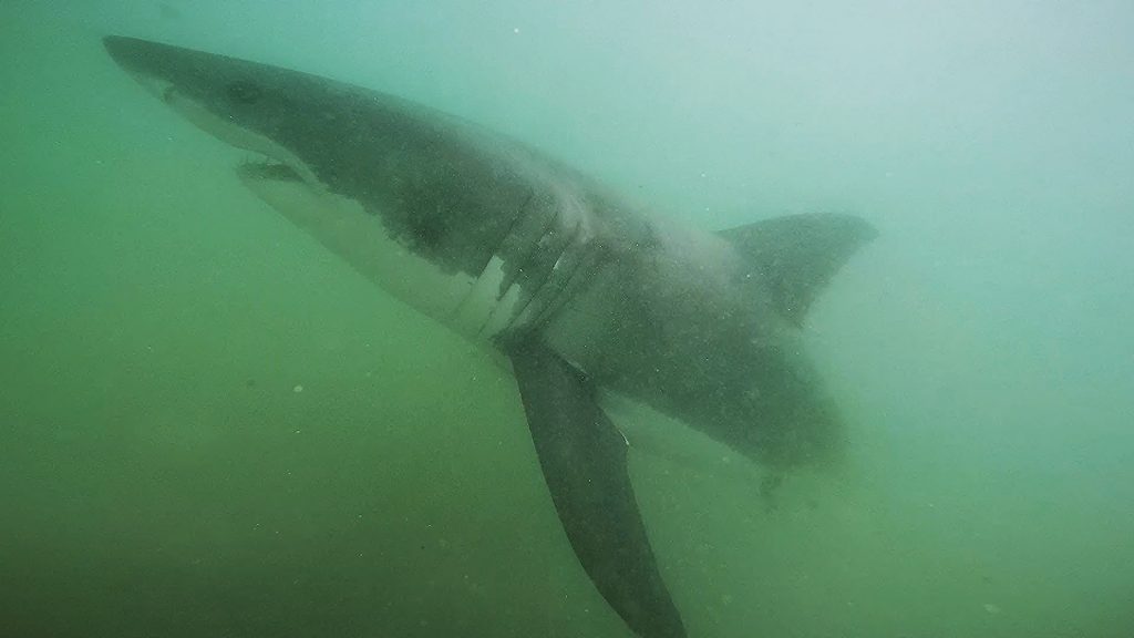 A juvenile white shark swims off of Manhattan Beach in July 2015 in a screenshot captured using California State University, Long Beach, Shark Lab’s Remote Underwater Video System. An older, larger shark of this same species may have been the type that bit a swimmer in Newport Beach on Sunday. — Photo courtesy Cal State Long Beach Shark Lab ©