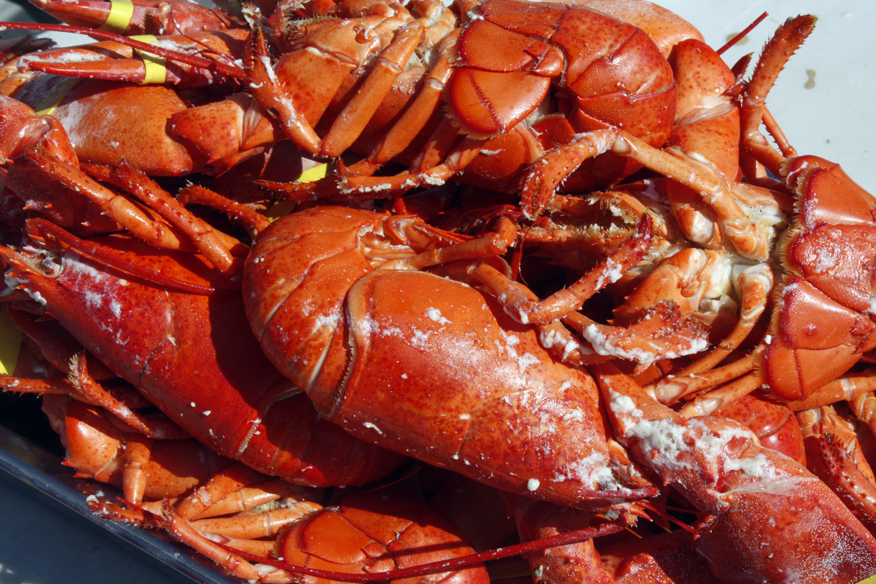 Get Ready for the 8th Annual Lobsterfest Newport Beach News