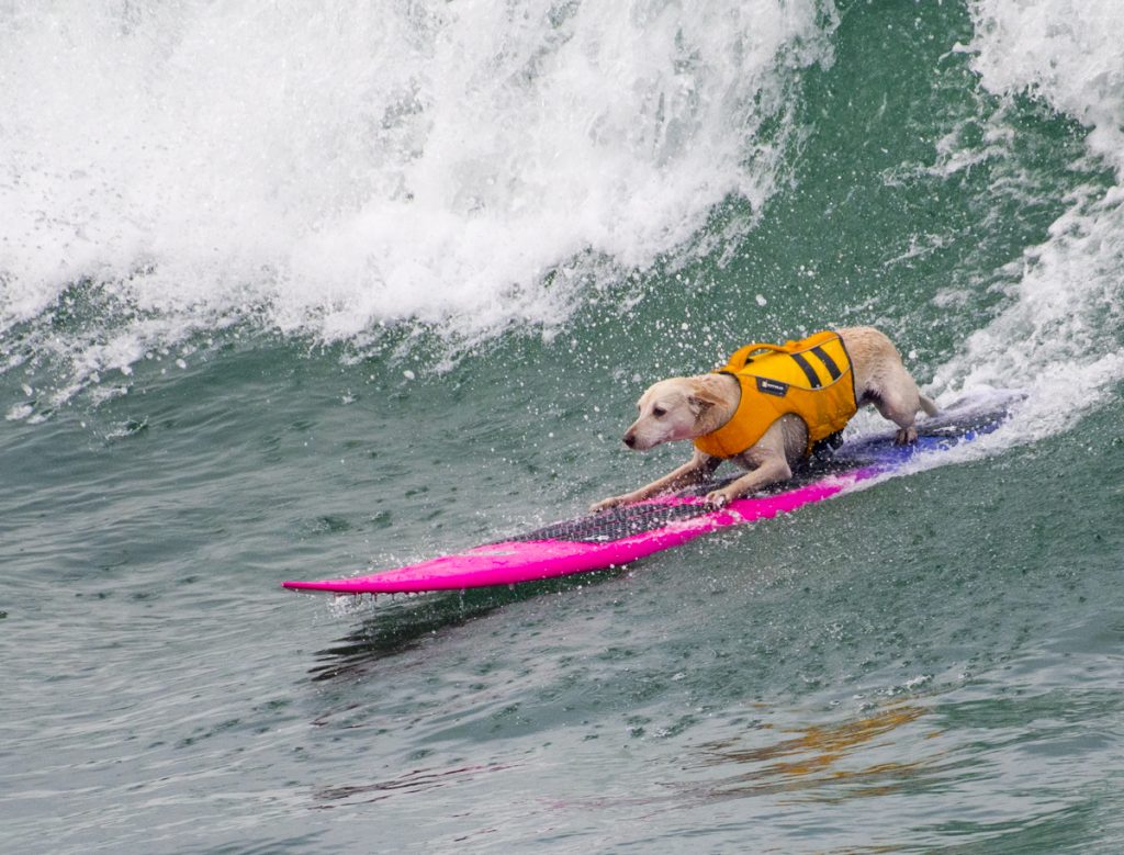 Sugar Ripping a wave