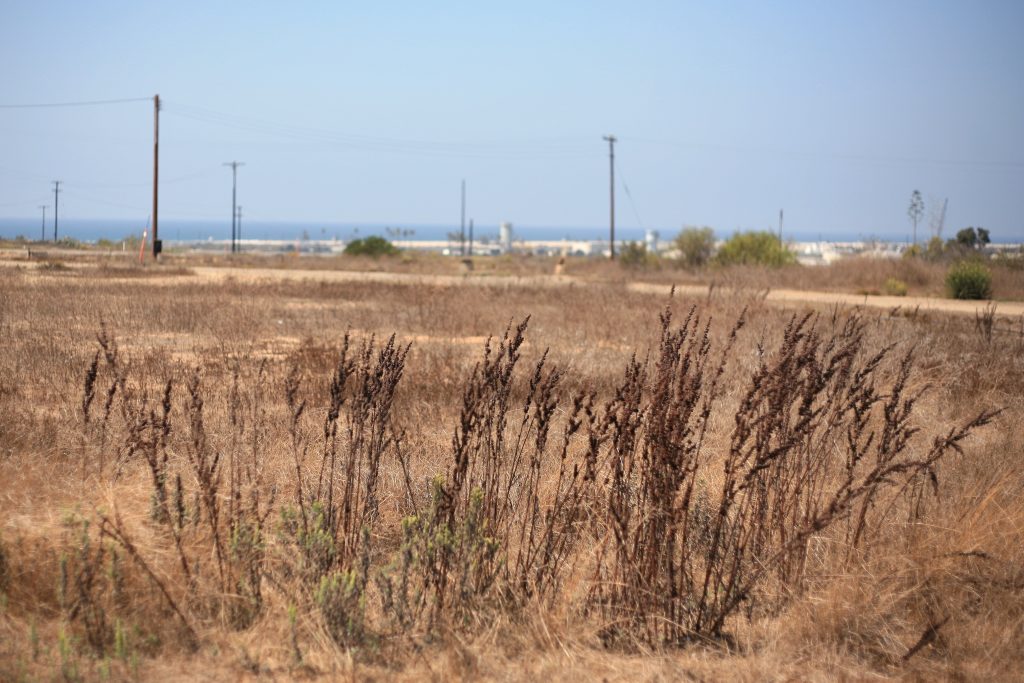 A view of Banning Ranch. — Photo by Sara Hall ©