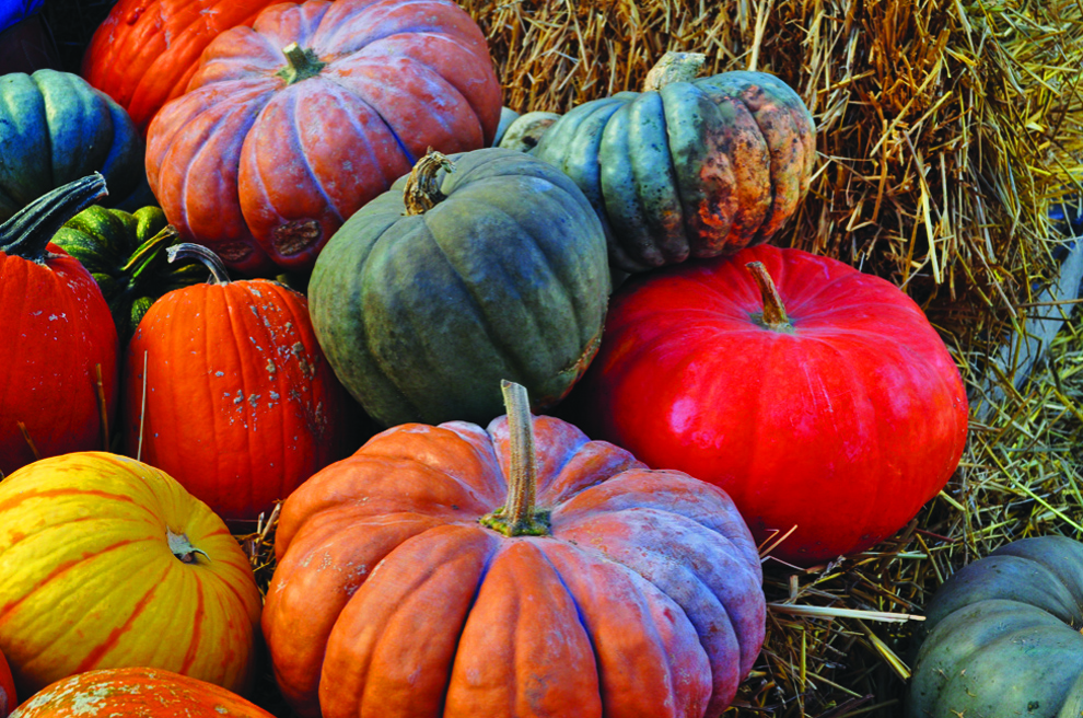 A stack of heirloom pumpkins. — Photo courtesy Armstrong Garden Centers ©