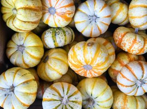 A group of Tiger Pumpkins are piled up for sale. These are miniature pumpkins that measure 6 to 8 inches and are good for both eating and decoration.  