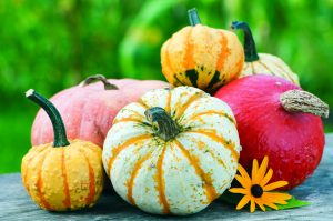 Colorful pumpkins