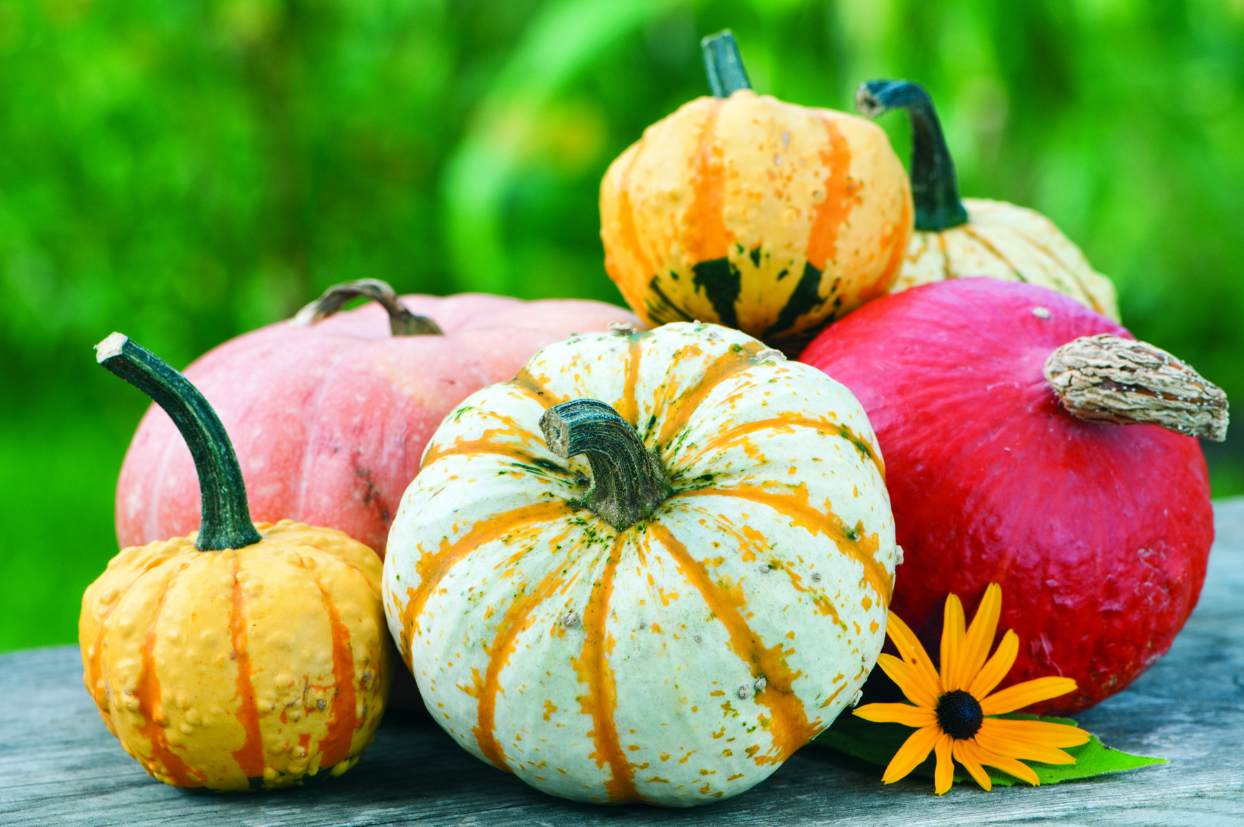 A pile of small gourds and squash. — Photo courtesy Armstrong Garden Centers ©