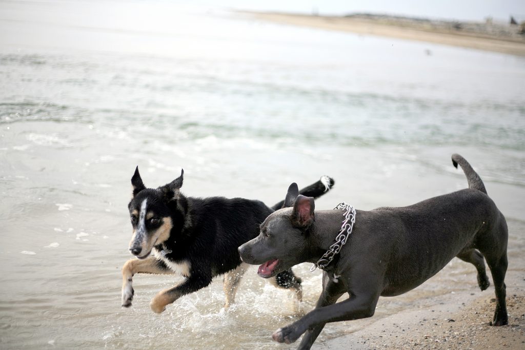 Indie (left), a 6-month-old golden retriever and husky mix from Huntington Beach runs along the beach with Stella, a 1-year-old rescued mixed breed pup from Newport Beach, near the Santa Ana River mouth on Thursday — Photo by Sara Hall ©