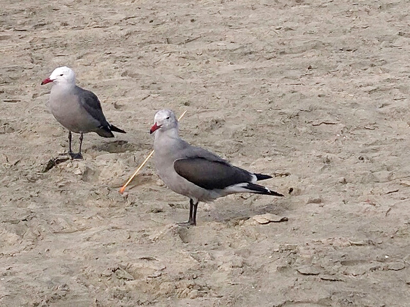 A gull injured by an arrow-like projectile, one of several cases the Newport Beach Police Department were investigating. — Photo courtesy of NBPD ©