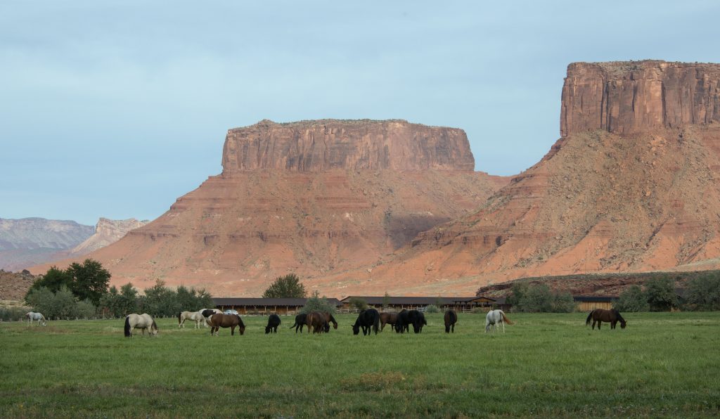 redcliffshorses