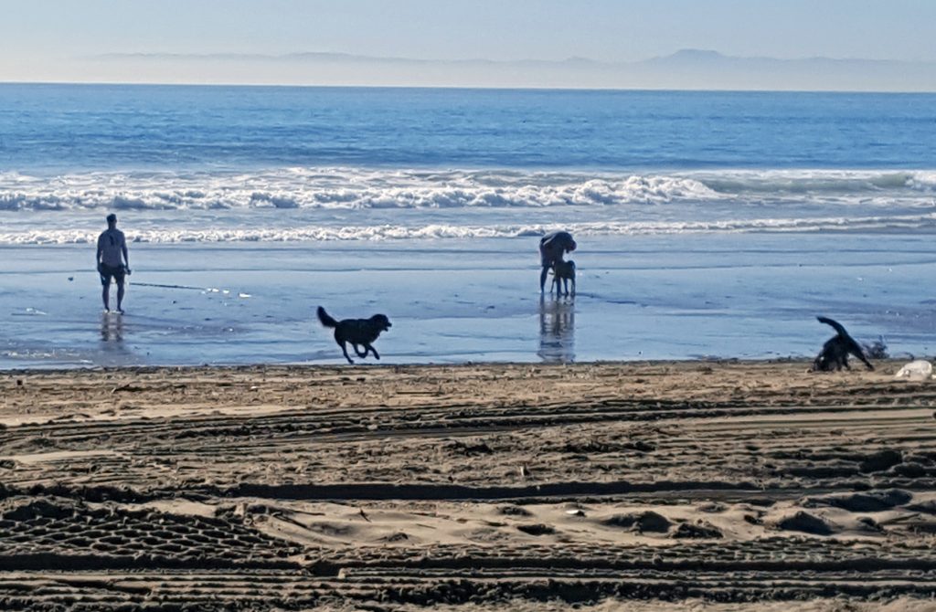 Dogs run and play on the beach near the Santa Ana River mouth in Newport Beach Wednesday after most, if not all, of the hypodermic needles that had been washed down the storm drain by the recent rain were cleaned up. — Photo by Christopher Trela ©