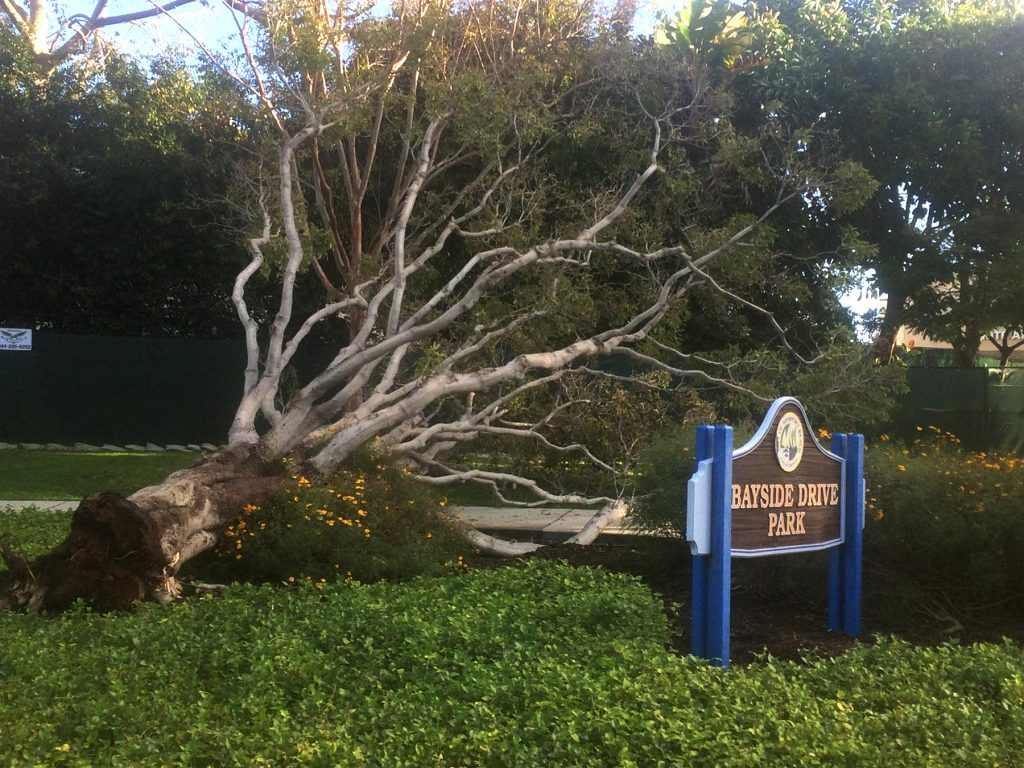 A fallen tree at Bayside Drive Park. — Photo courtesy Newport Beach Municipal Operations Department ©