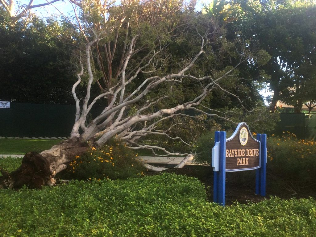 A fallen tree at Bayside Drive Park. — Photo courtesy Newport Beach Municipal Operations Department © 