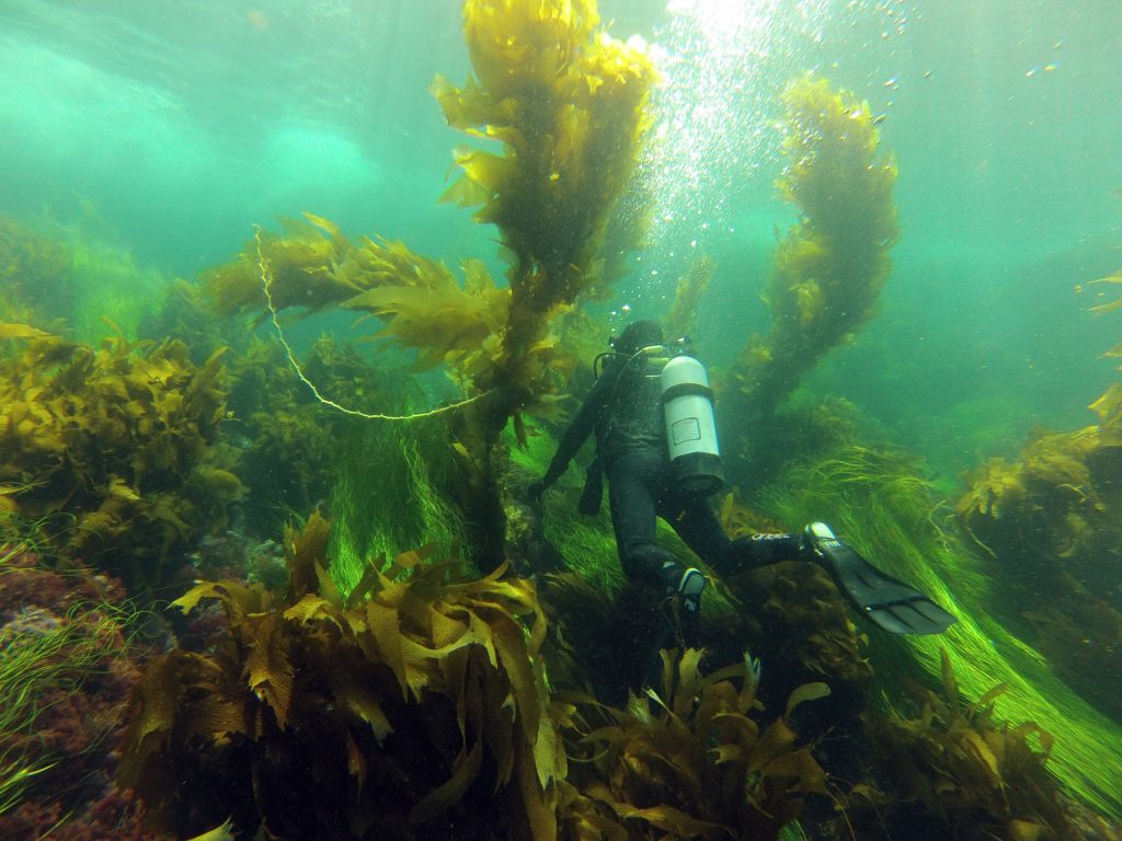 A diver studies the many kelp species of Channel Islands during the five-year protection period. — Photo by Sarah Finstad ©