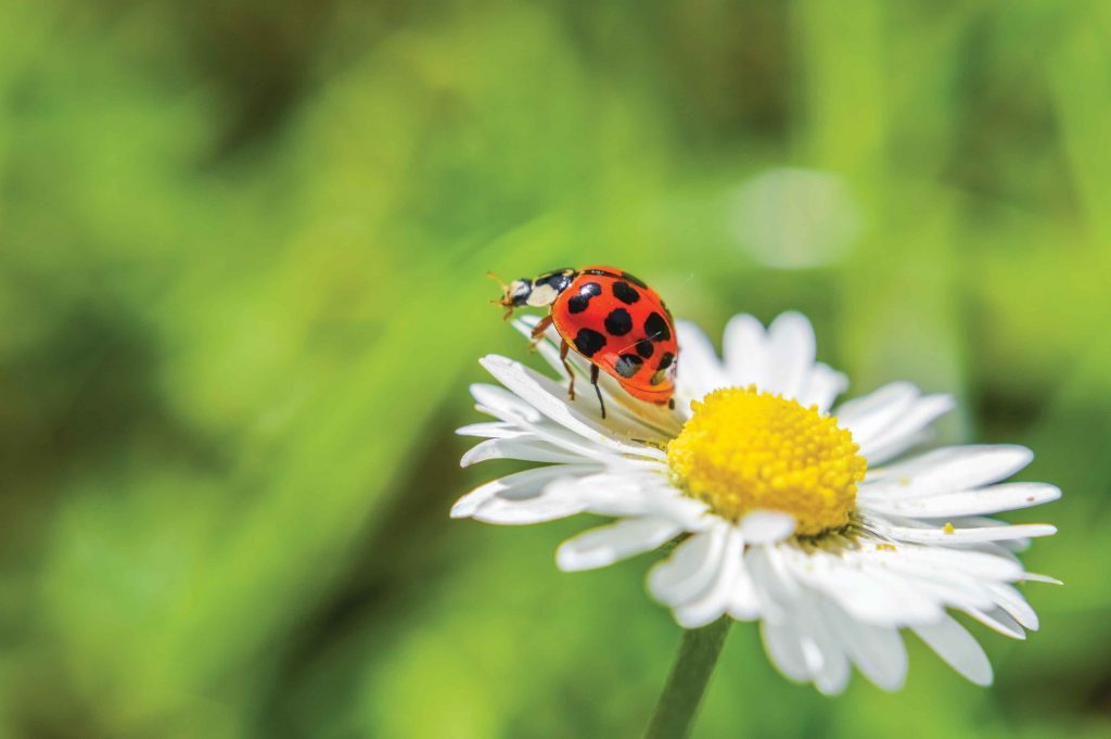 Ladybugs can be "good bugs" -- Photo courtesy Armstrong Garden ©