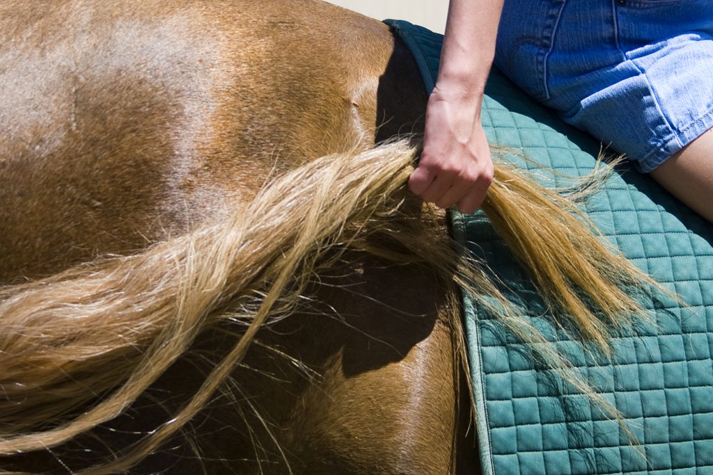 Michelle Hoops grabs a hold of the long tail of Peanut, her favorite horse to ride at the Back Bay Therapeutic Riding Club, on July 14. She held on for 10 seconds as part of her therapy session with the program. — Photo by Sara Hall ©