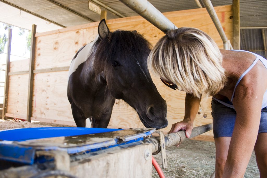 Vickie Tombrello leans down and almost touches noses with Blue, the only pony at the Back Bay Therapeutic Riding Club in Newport Beach, while filling his dish with fresh water. — Photo by Sara Hall ©