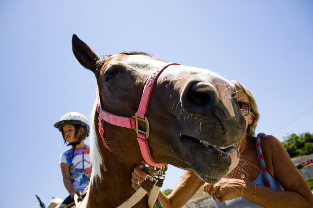 Skippy munches on an apple during a snack break on a walk with student rider, Katie Shannon, and horse manager Vickie Tombrello for the Back Bay Therapeutic Riding Club. — Photo by Sara Hall ©