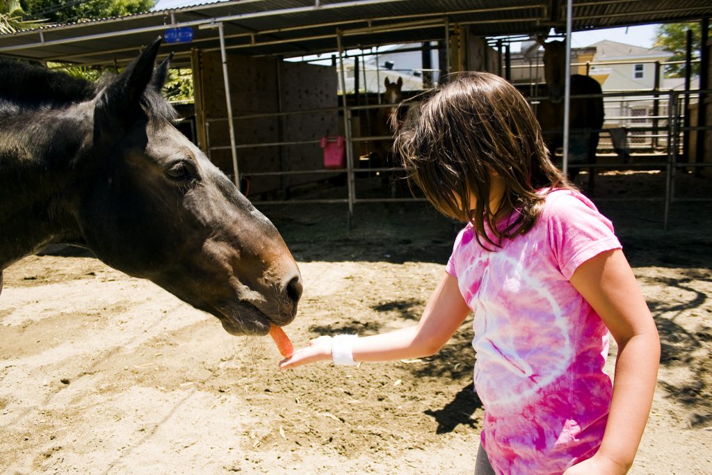 Karoline Shannon, 9, feeds a carrot to Babe, her favorite horse at Back Bay Therapeutic Riding Club, after her riding session with him. Founder of BBTRC, Bernadette Olsen, said she thinks it’s important the riders get to feed, groom and interact with the horses and they often form a special bond. — Photo by Sara Hall ©