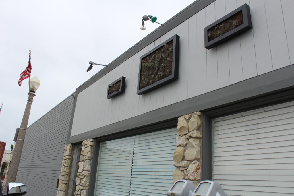 Three wall-mounted planter boxes with succulents adorn the outside of Dynamic Fitness on E. Bay Ave. — Photo by Victoria Kertz ©