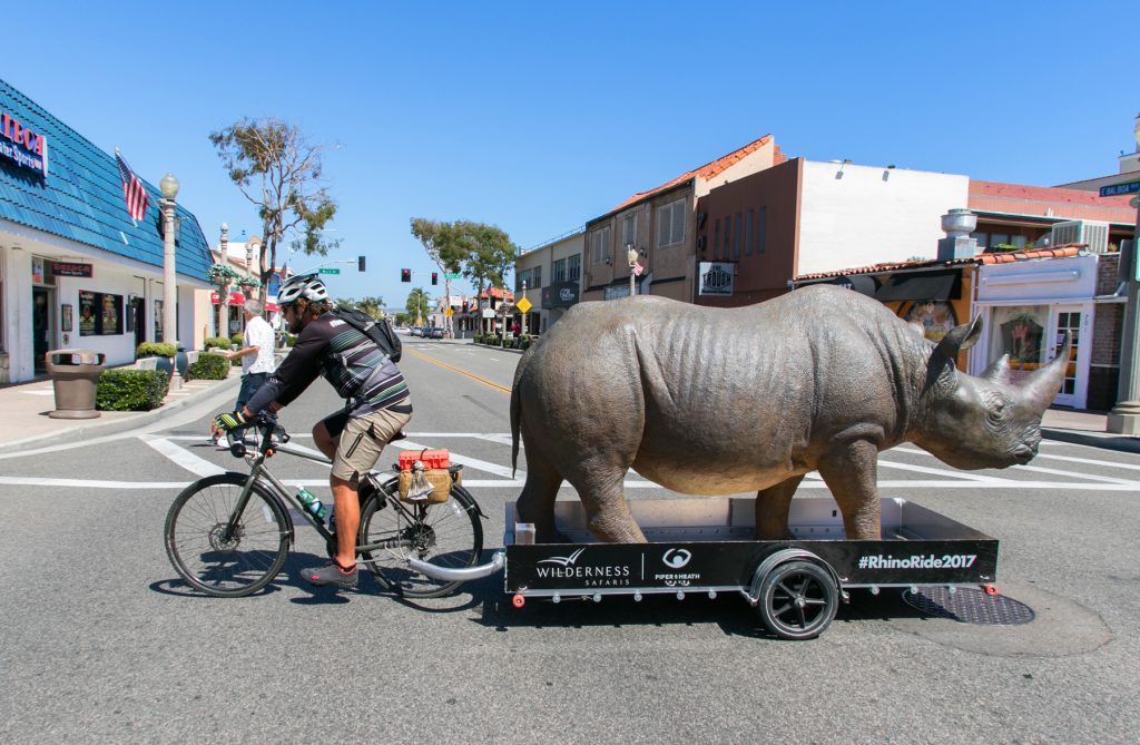 Conservationist and cyclist Matt Meyer riding and towing a fiberglass rhinoceros through Newport Beach on Tuesday in an effort to raise awareness and funding for rhinoceros conservation in Africa. — Photo by Jim Collins ©