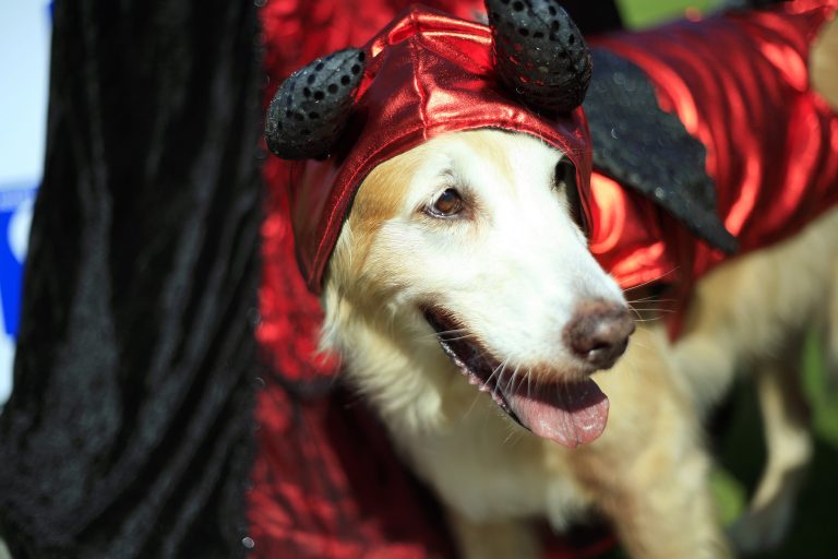 ‘HowlOWeen’ Goes to the Dogs Newport Beach News