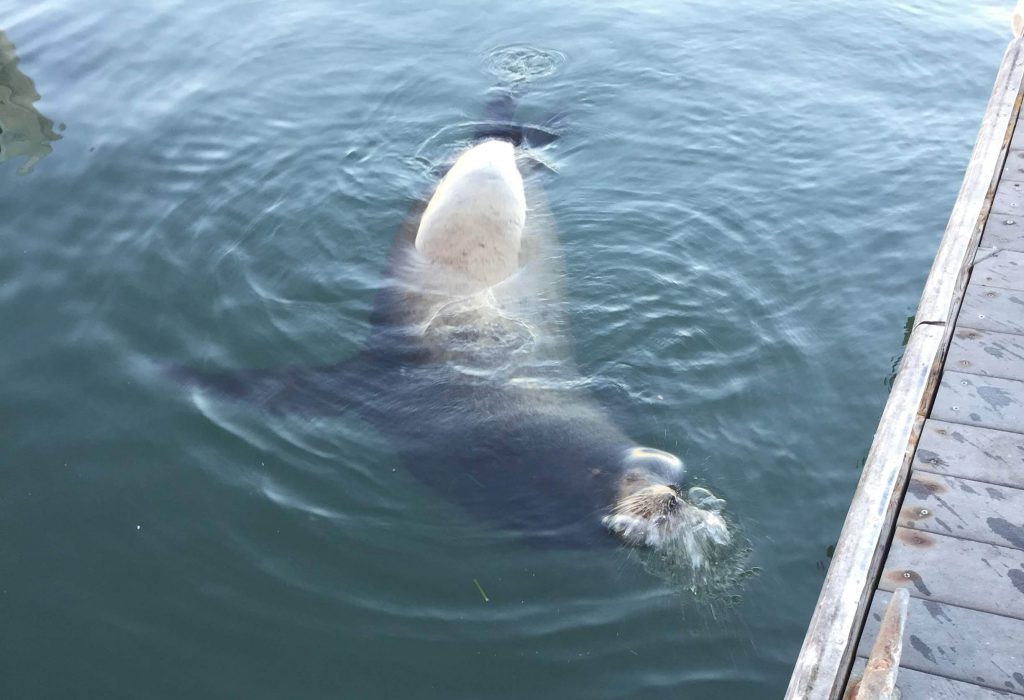 NOAA Presents Humane Sea Lion Deterrents - Newport Beach News