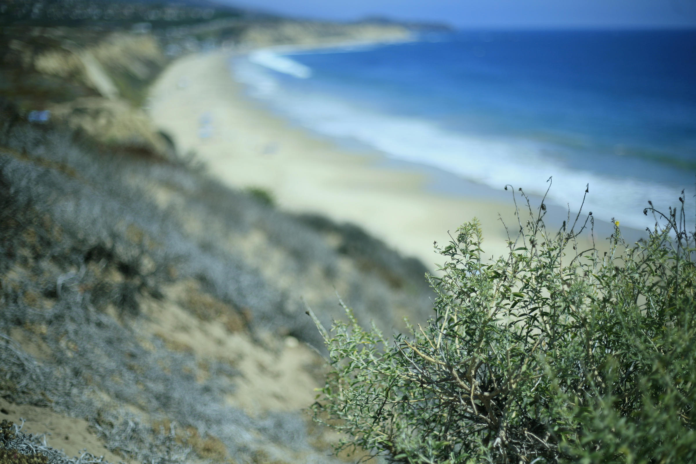 Coastal Sage Scrub Habitat Restoration on Tap for Crystal Cove