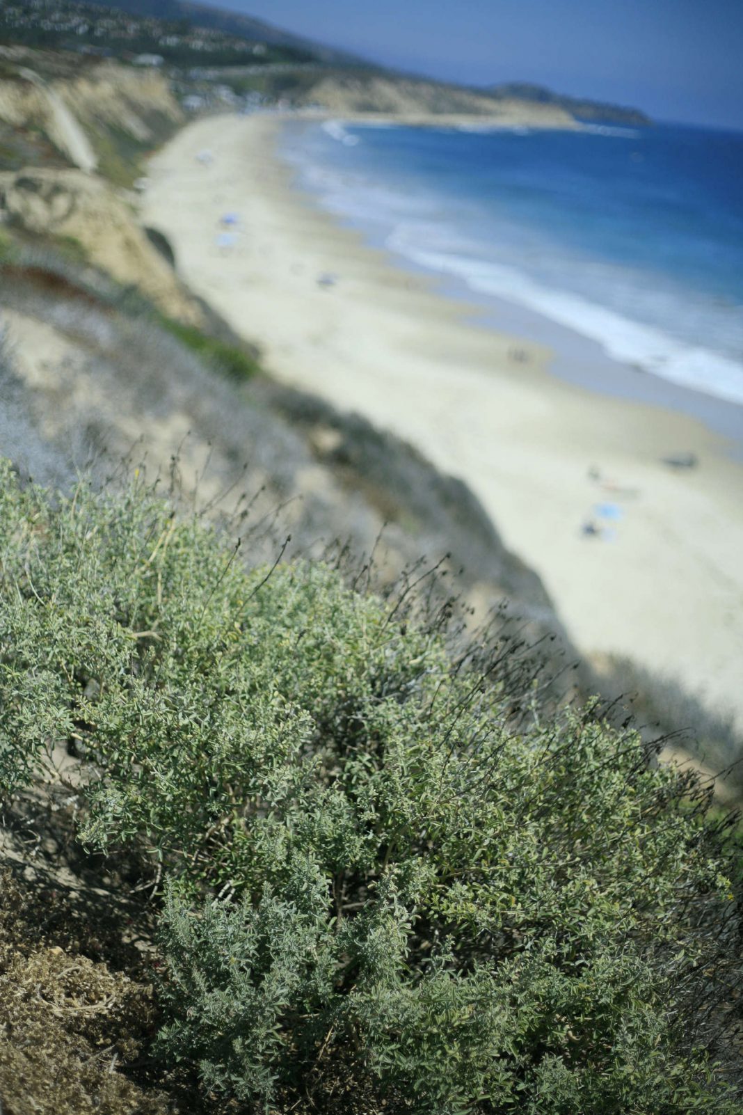 Coastal Sage Scrub Habitat Restoration on Tap for Crystal Cove