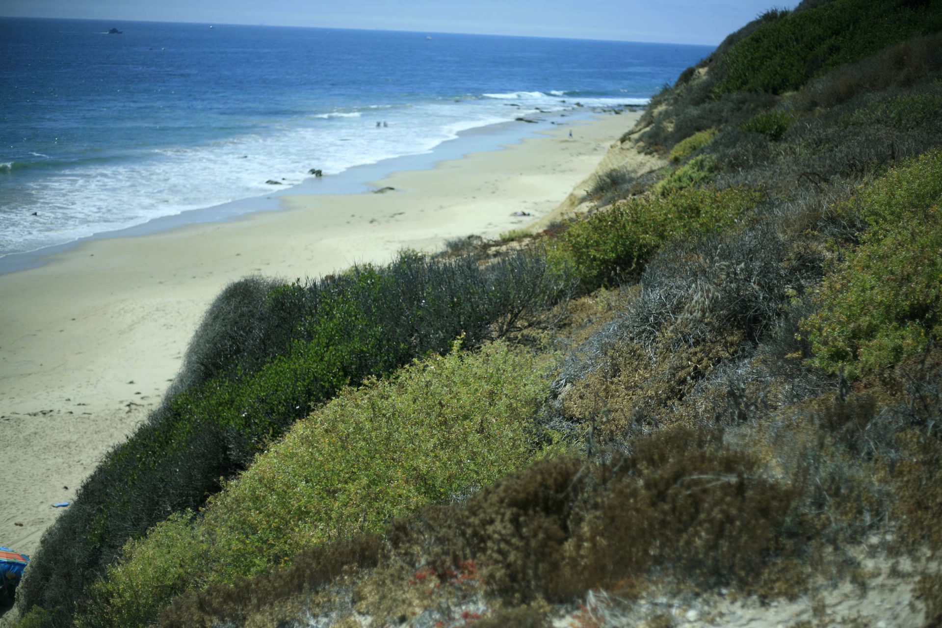 Coastal Sage Scrub Habitat Restoration on Tap for Crystal Cove