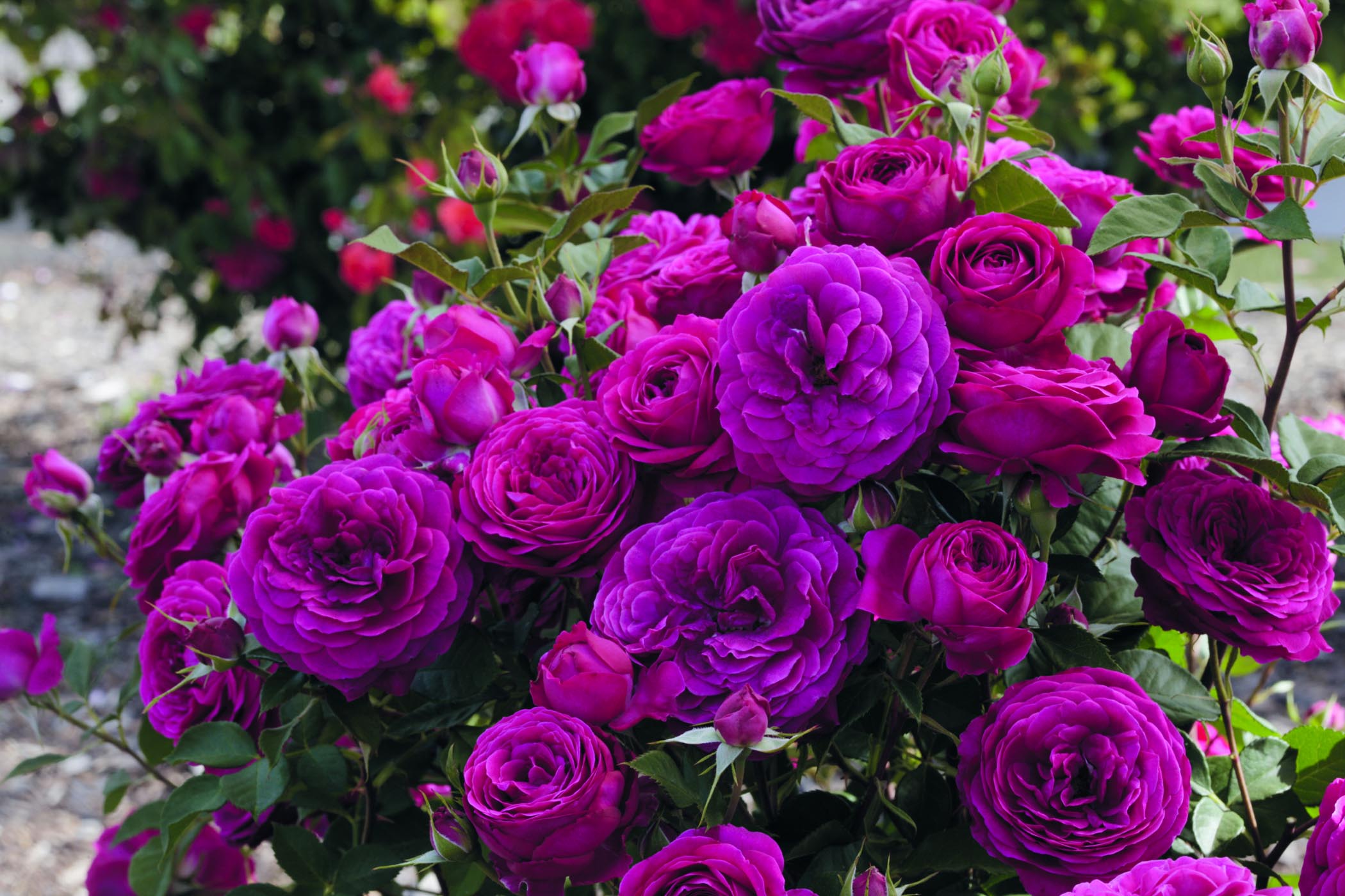 Armstrong Garden Celebrates 130th Anniversary With Free Roses