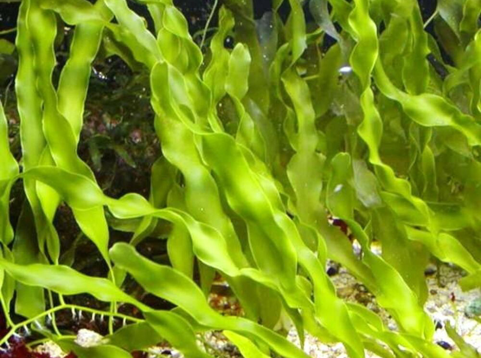 Invasive Seaweed Found in Newport Bay