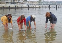 Local College Students Release 100 Seabass in Newport Harbor for Ocean Restoration Event