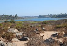 Nature Takes Flight at the Upper Newport Bay Preserve