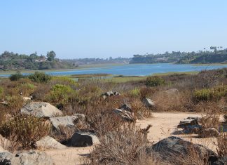 Nature Takes Flight at the Upper Newport Bay Preserve