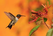Have a Hummingbird Summer at Roger’s Gardens in Corona del Mar