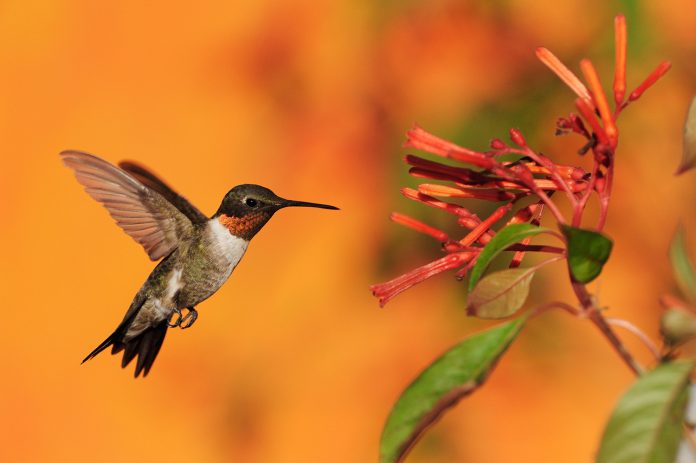 Have a Hummingbird Summer at Roger’s Gardens in Corona del Mar